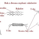 rak1