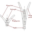 czop9