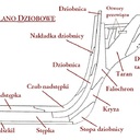 dziob4