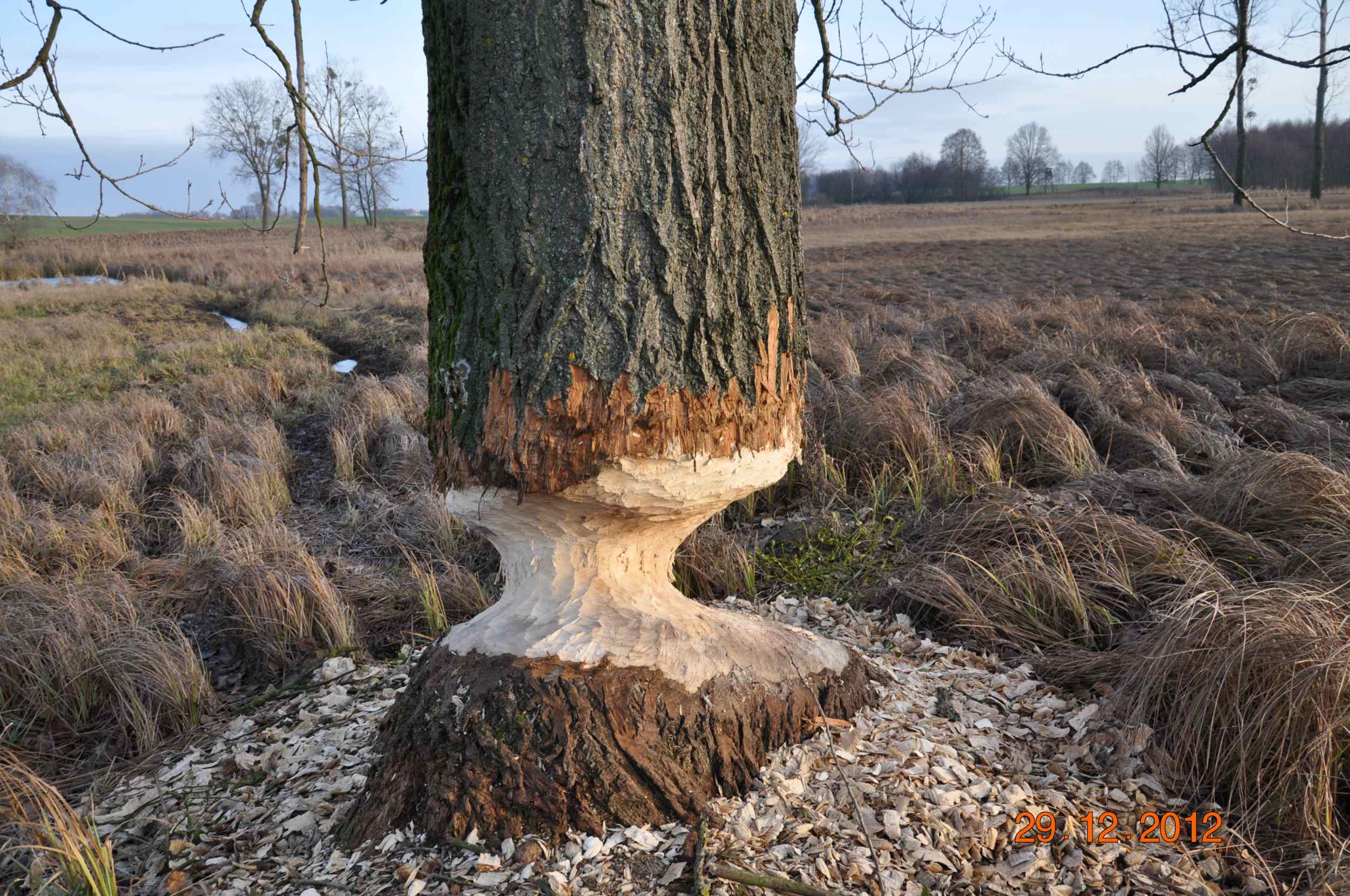 Dsc_0172.jpg