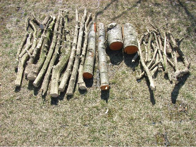 Bukszpani olcha_m.jpg